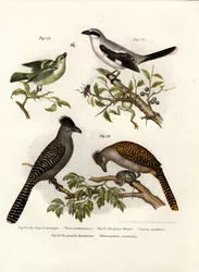 Vireo Ojo Blanco, 1864
